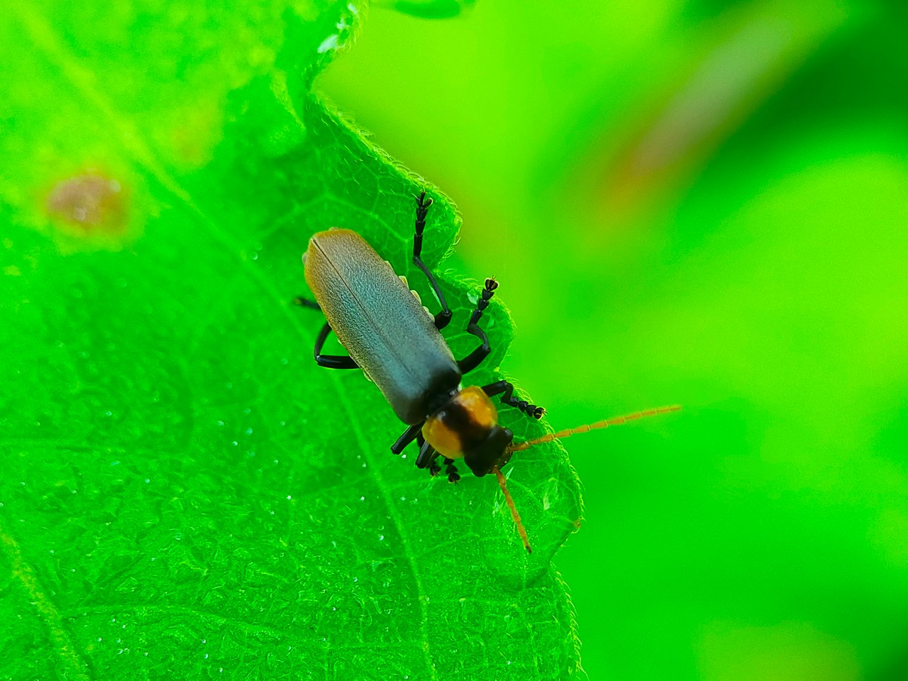 Chauliognathus lugubris (25).jpg