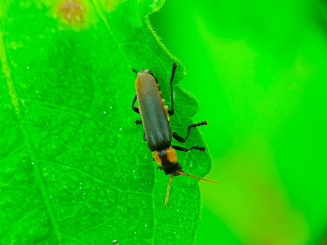 Chauliognathus lugubris (35).jpg