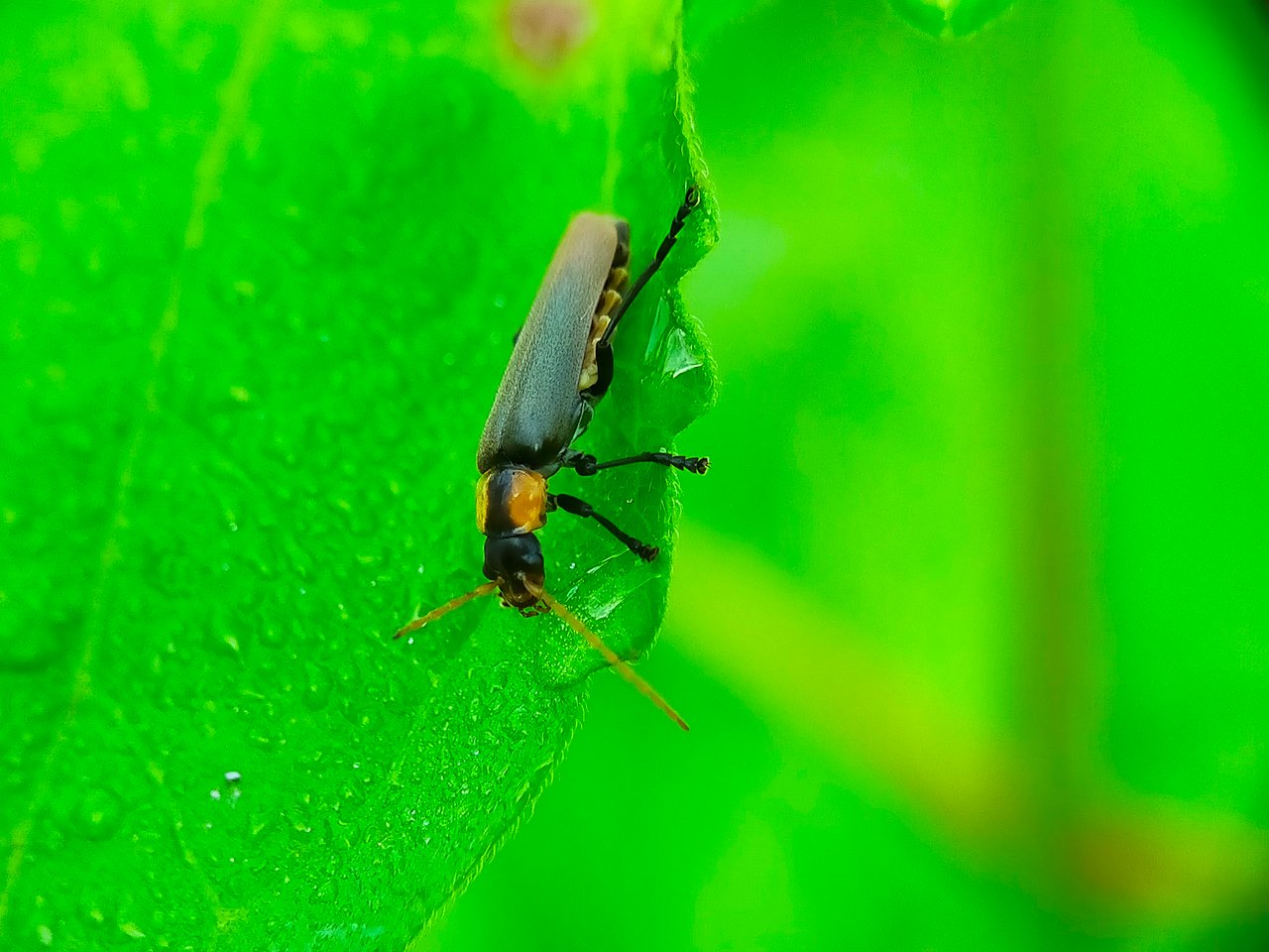 Chauliognathus lugubris (39).jpg