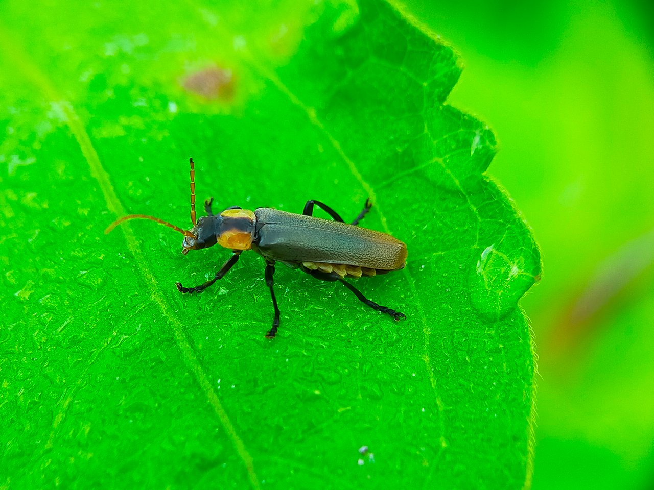 Chauliognathus lugubris (20).jpg