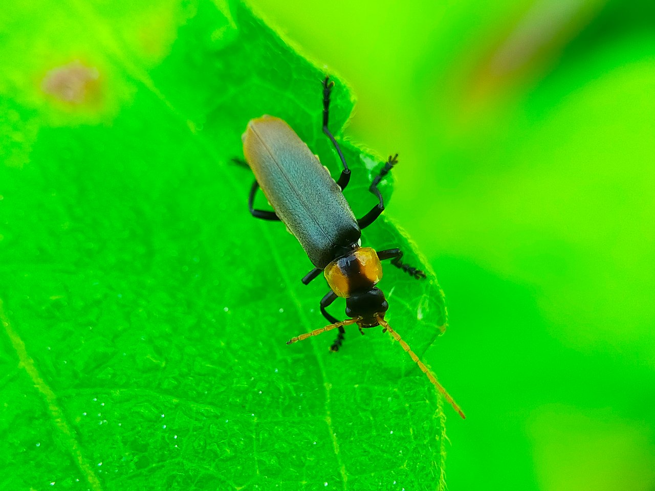 Chauliognathus lugubris (27).jpg