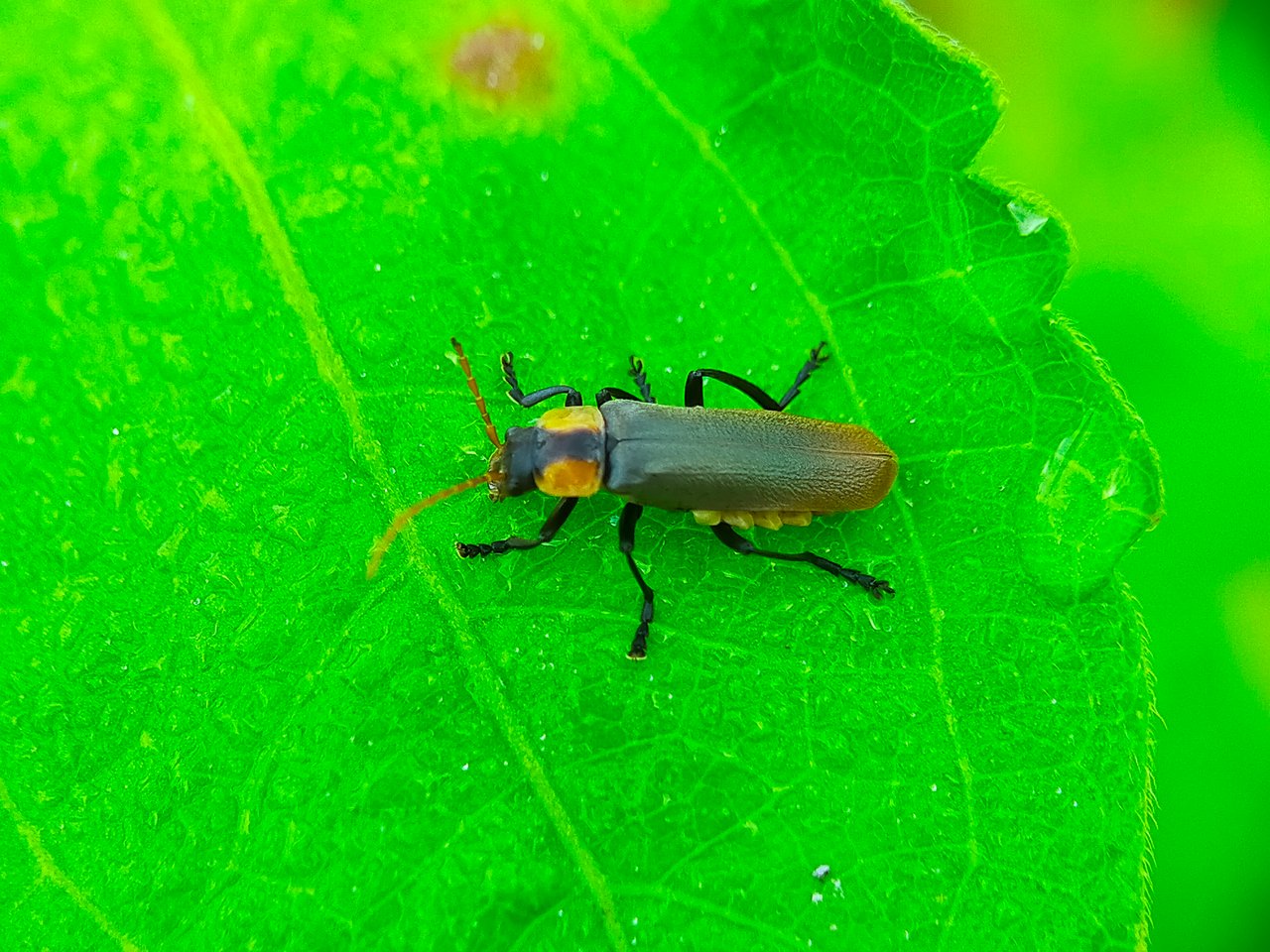 Chauliognathus lugubris (24).jpg