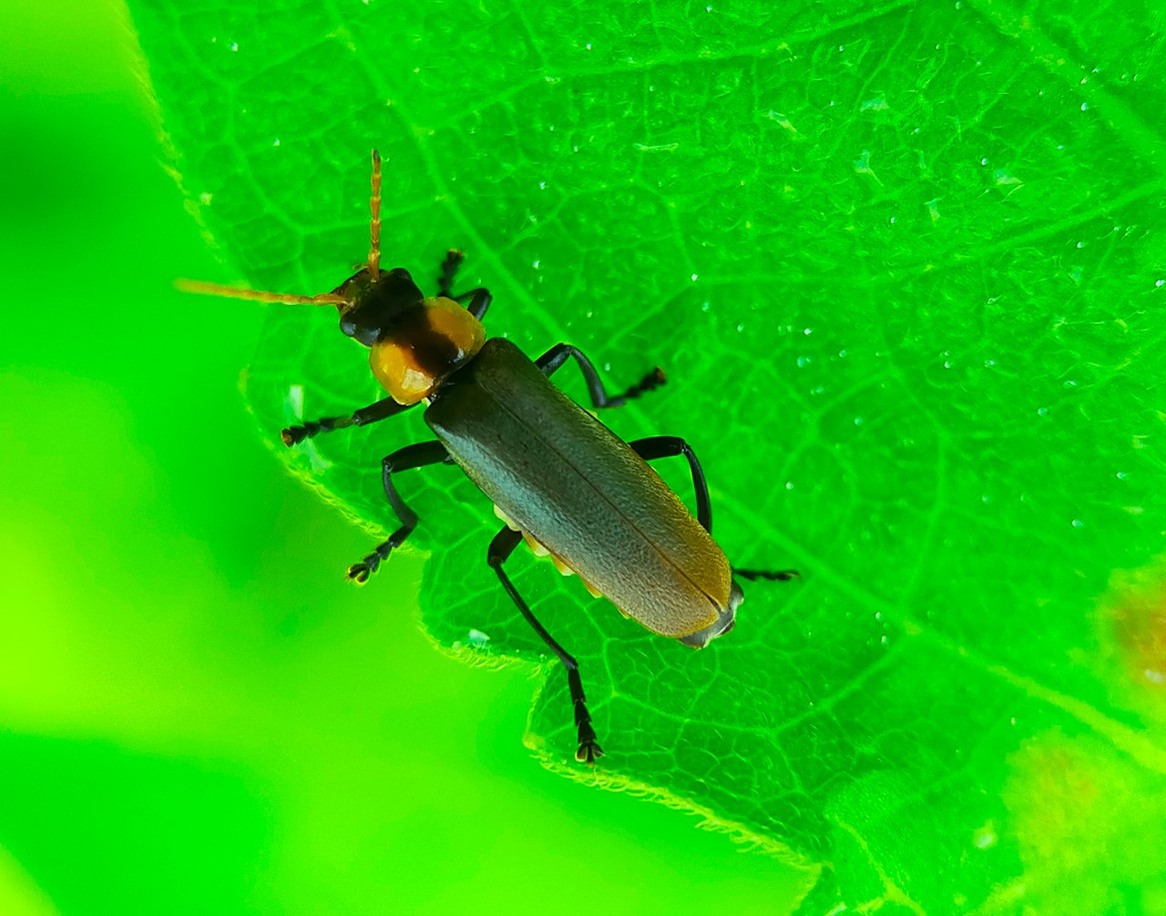 Chauliognathus lugubris (42).jpg