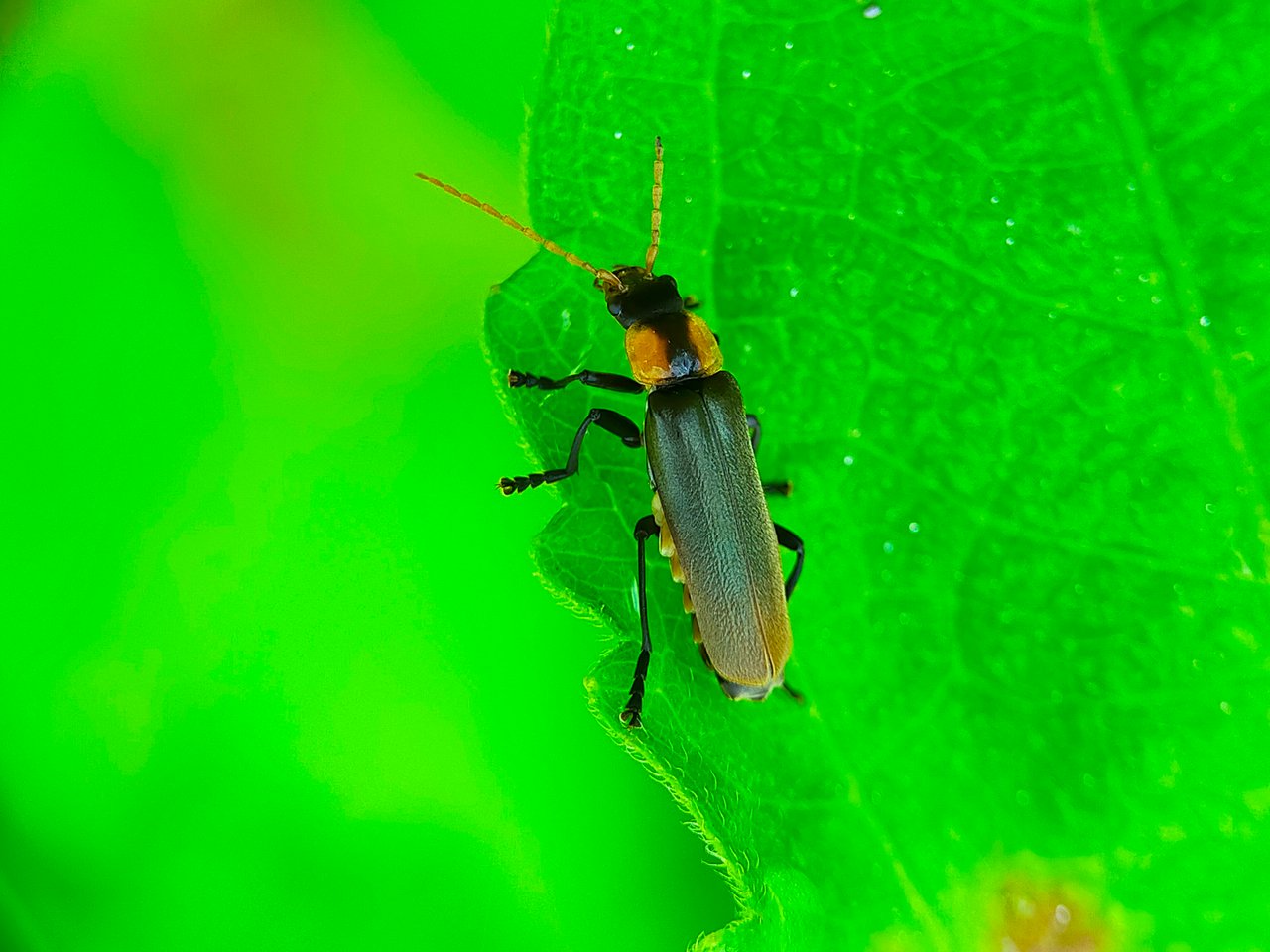 Chauliognathus lugubris (34).jpg