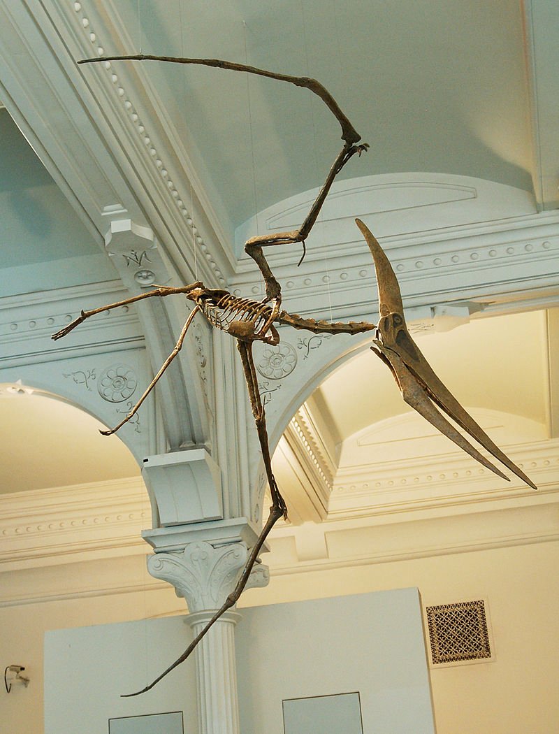 800px-Pteranodon_amnh_martyniuk.jpg