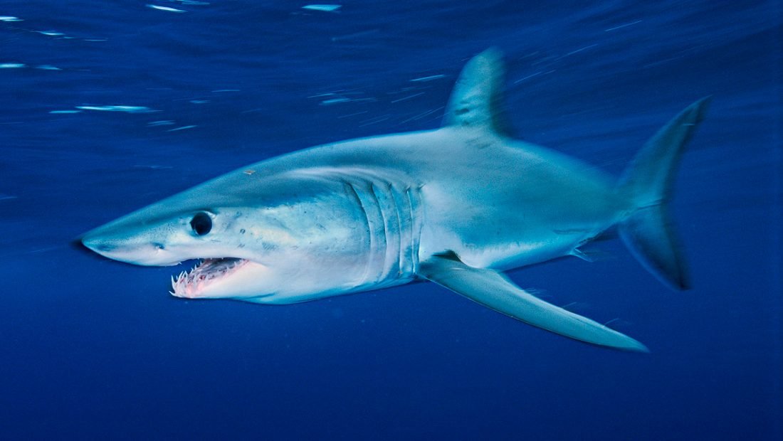Акула мако опасна ли для человека. Акула мако. Голубая акула мако. Голубая рифовая акула. Сельдевая акула мако.