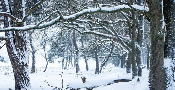 Winter in the Netherlands, National park the Hoge Veluwe!
