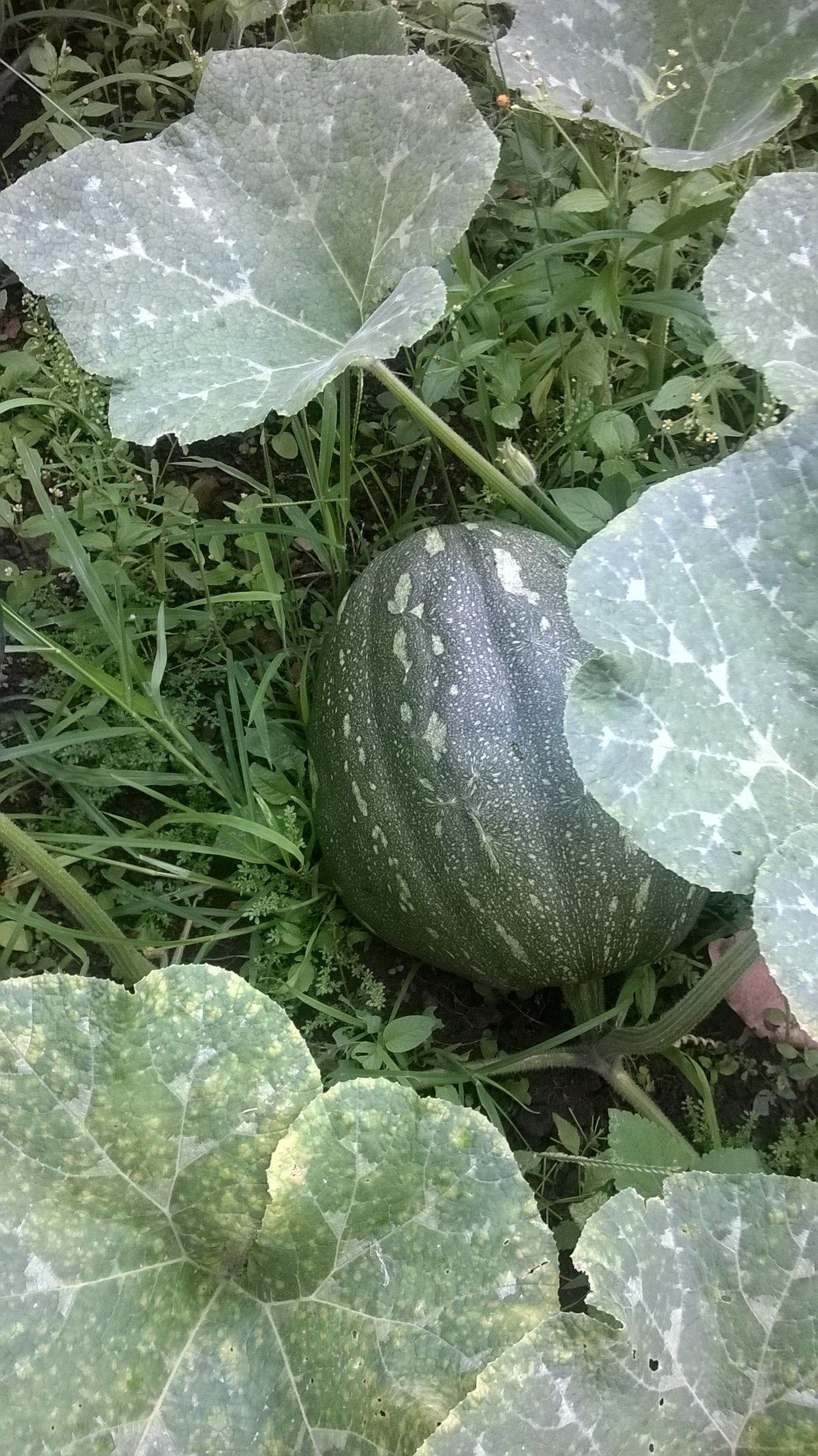 WP_20160825_009.jpg
