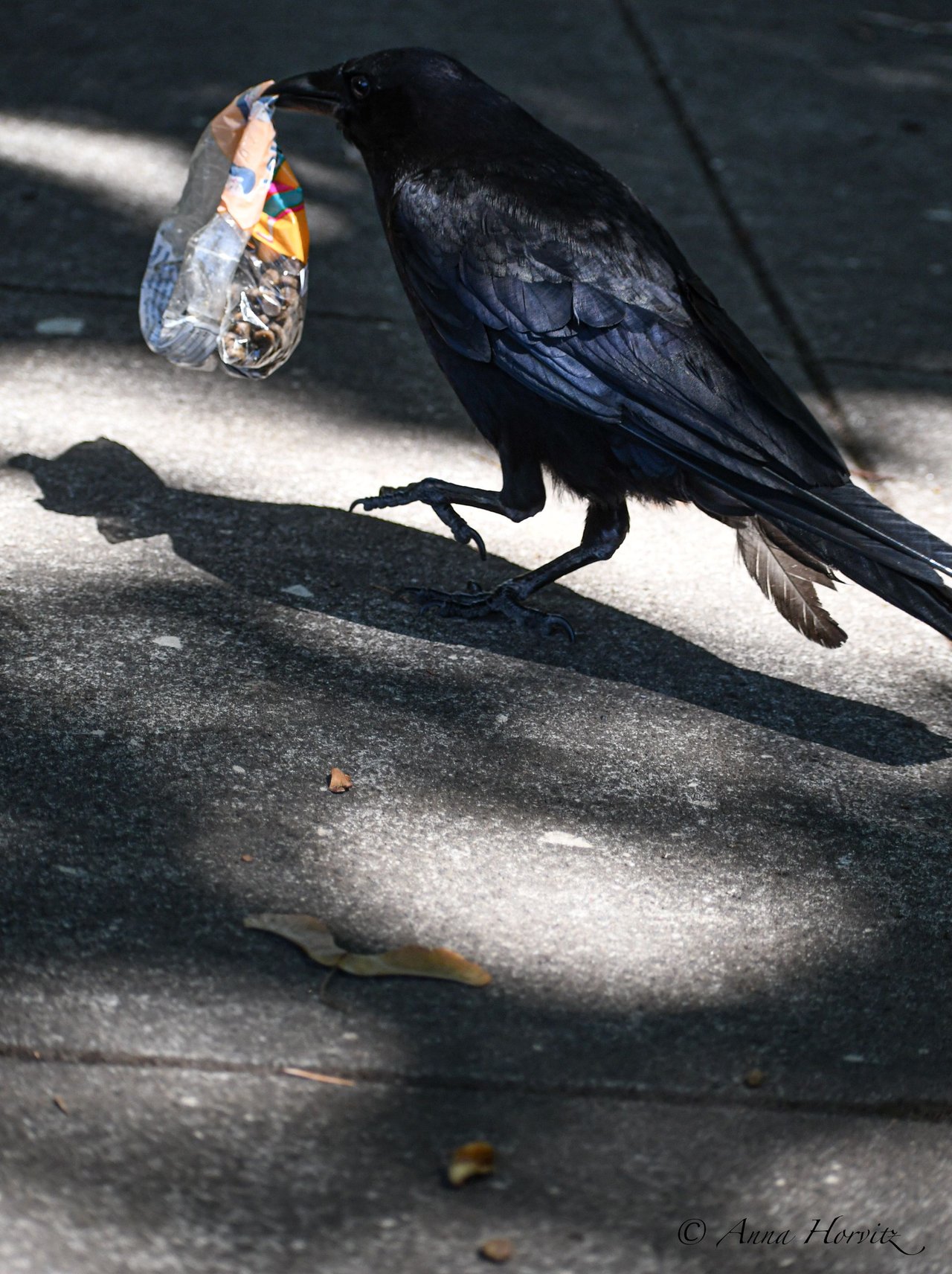DSC_3387.JPG