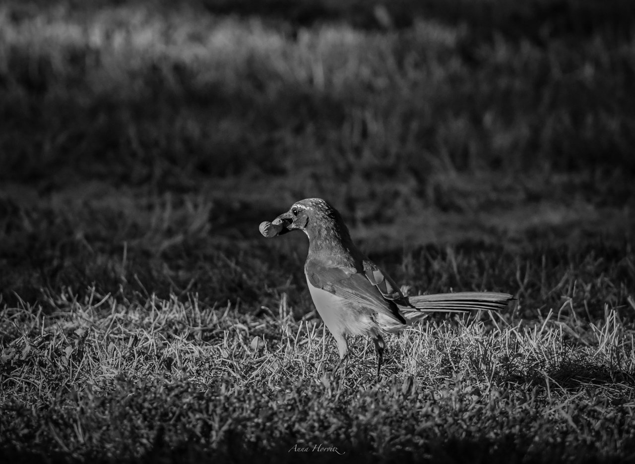DSC_4198.JPG