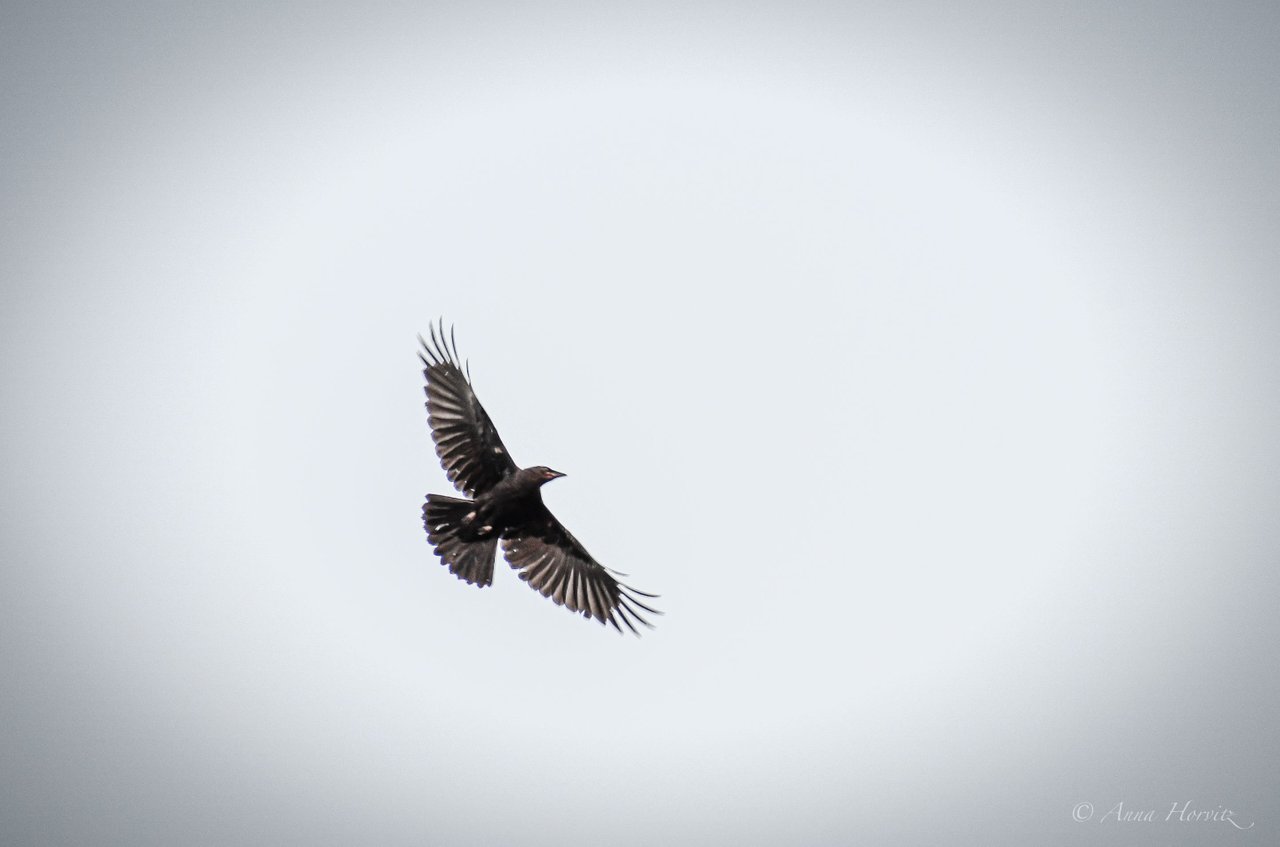 DSC_2343.JPG