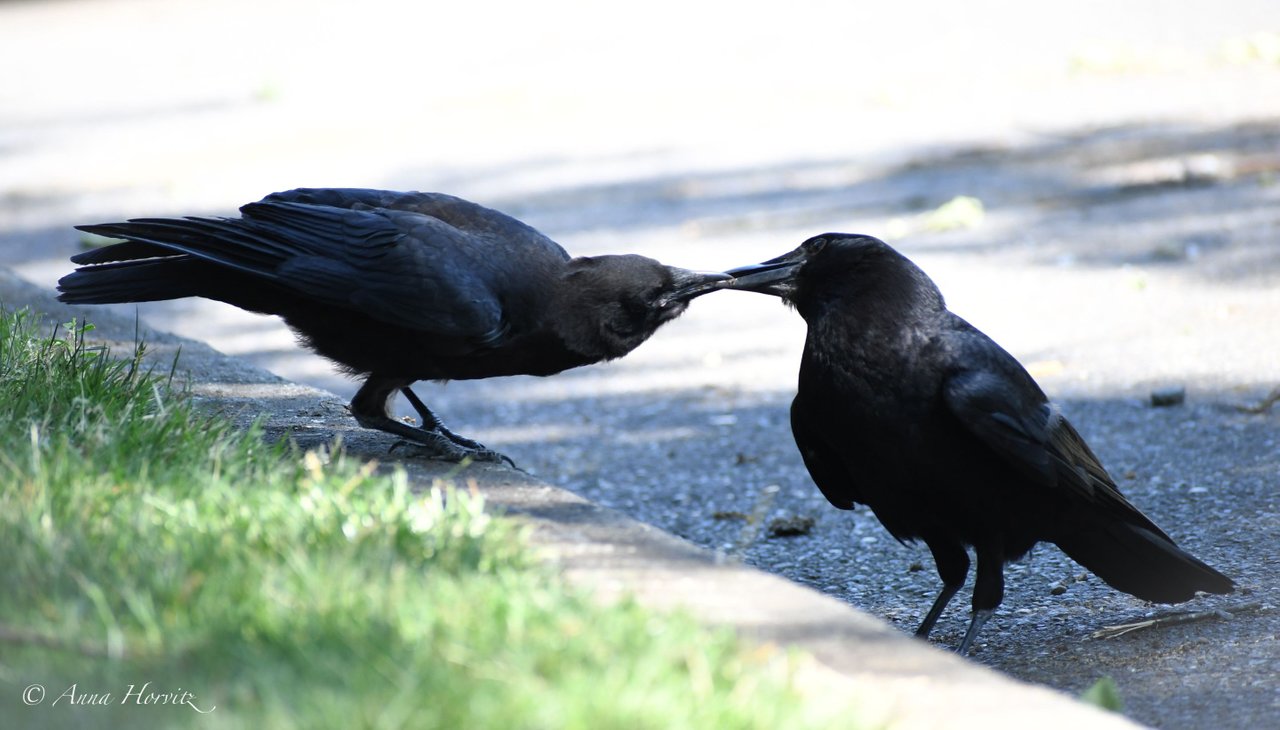 DSC_2077.JPG