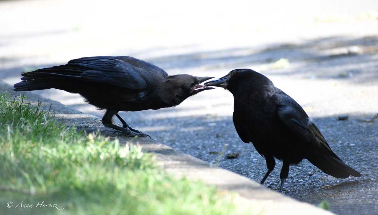 DSC_2076.JPG