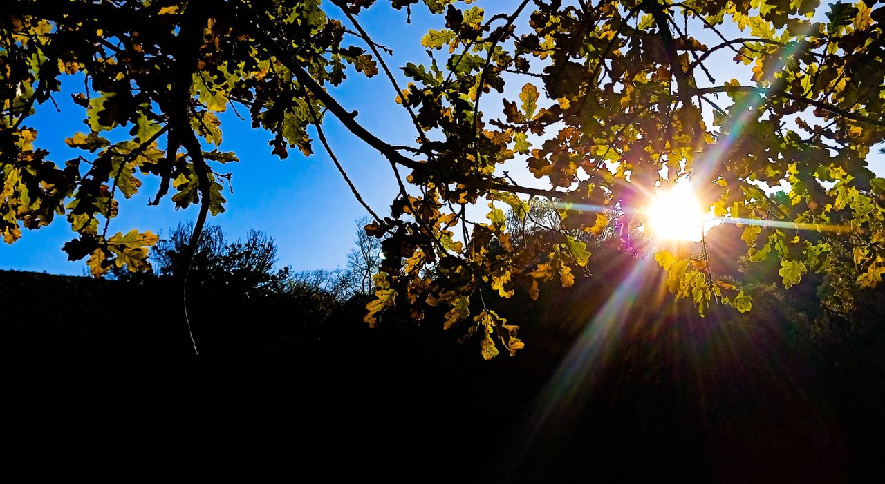 Staring at the sun-1.jpg
