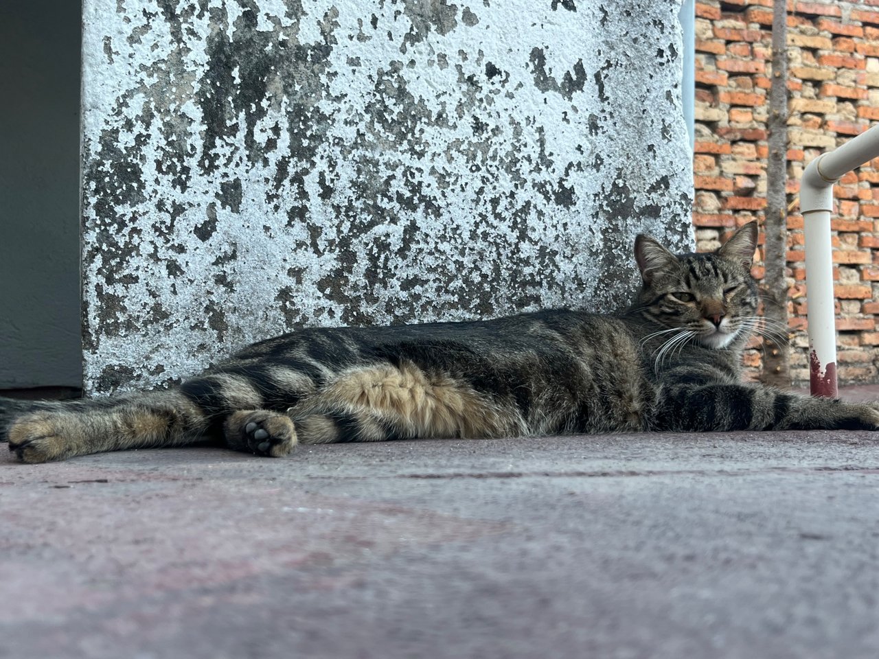 IMG_4530.jpeg