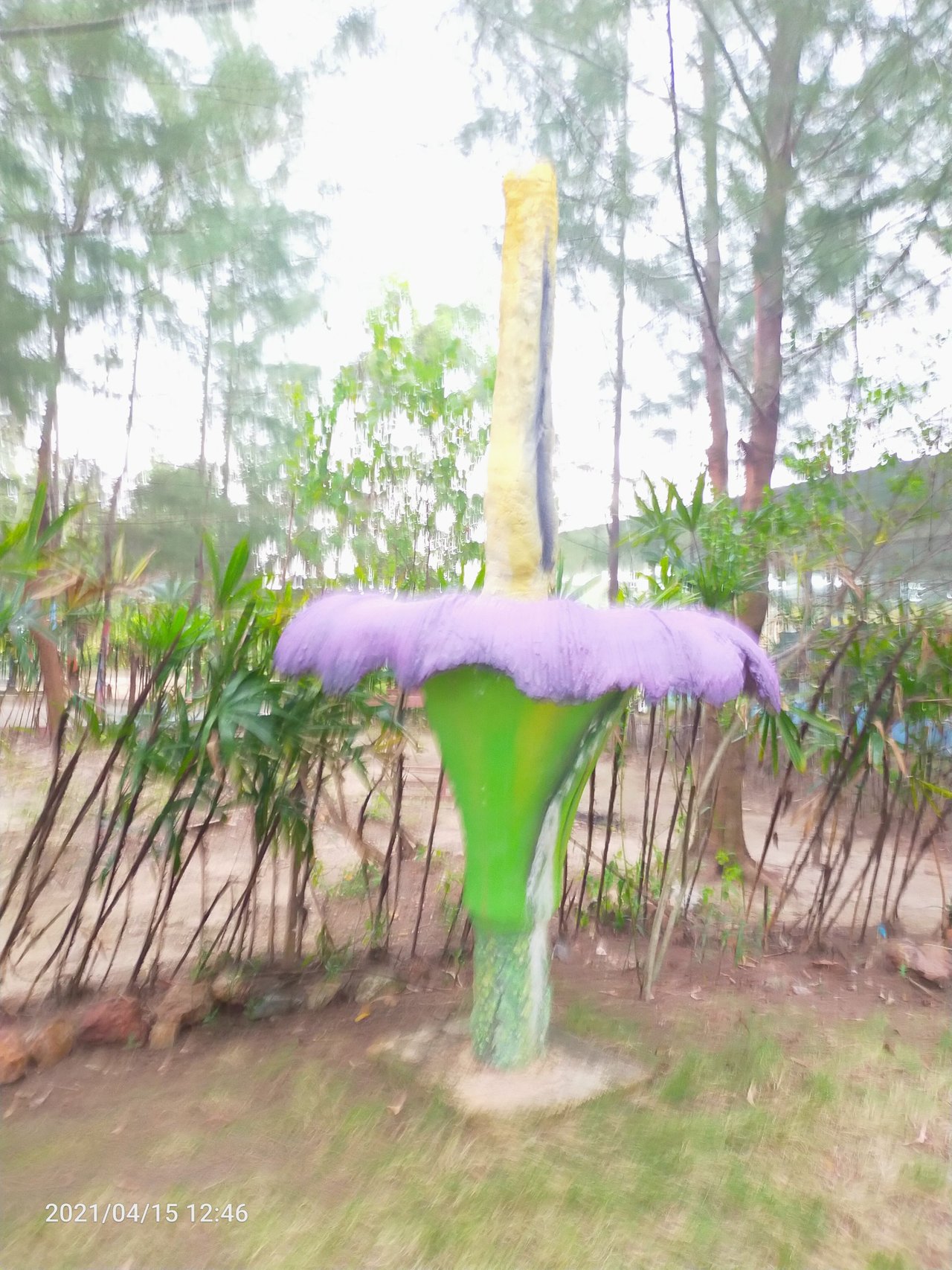 IMG20210415124613.jpg