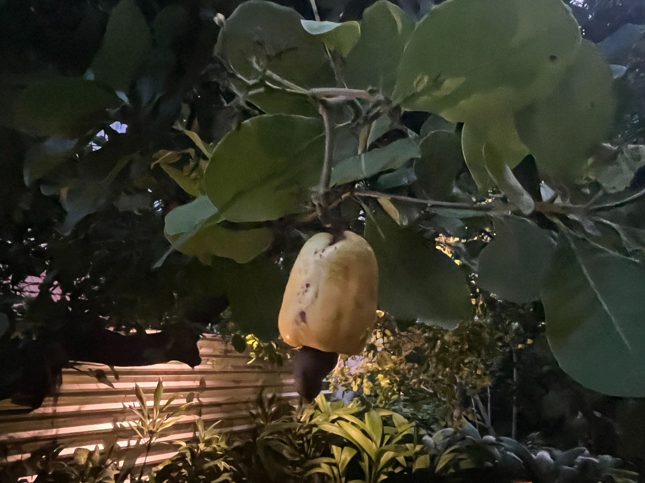 there was a cashew tree growing in the garden