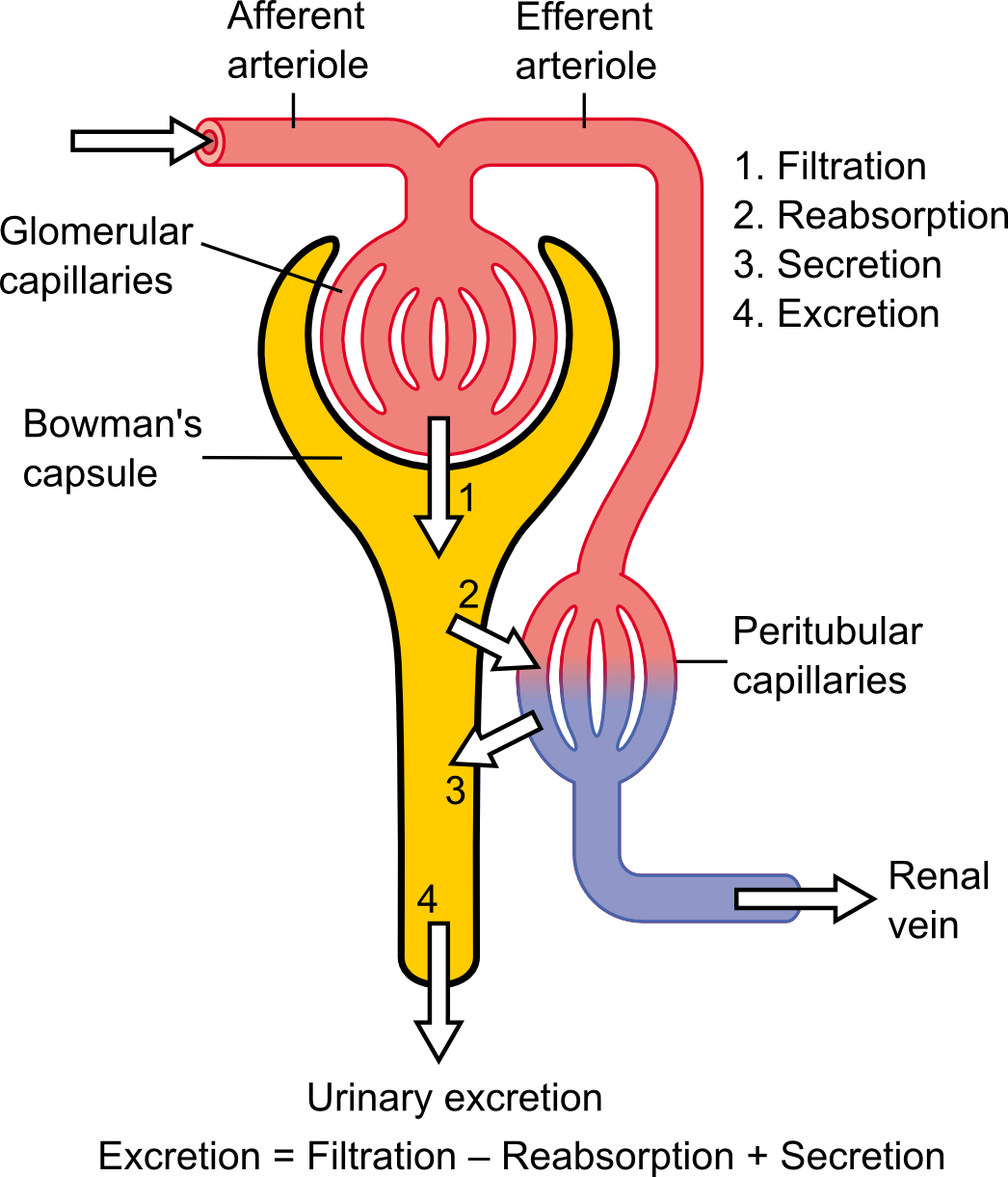 Physiology_of_Nephron.png