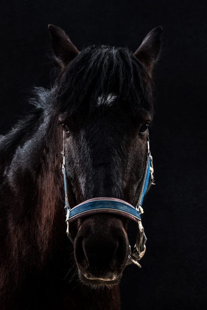 Golega Horses