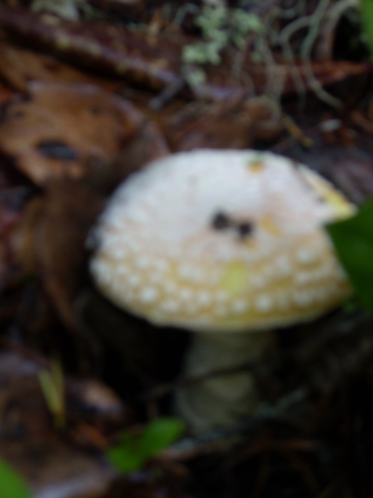 DSCN3722.JPG