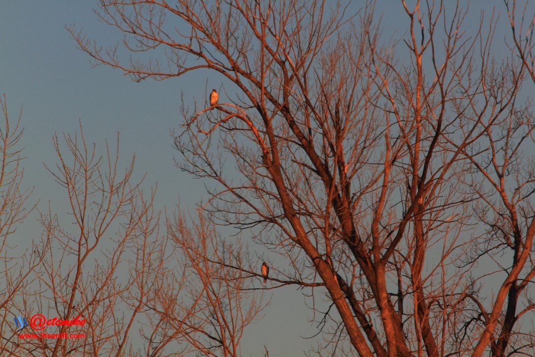 hawks IMG_0010.JPG