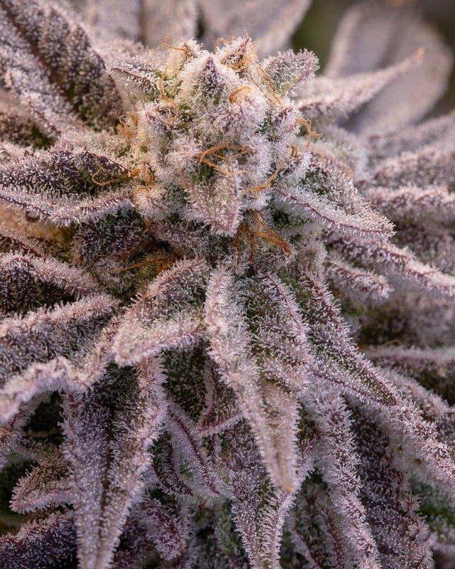 s8xp9onggra61.jpg