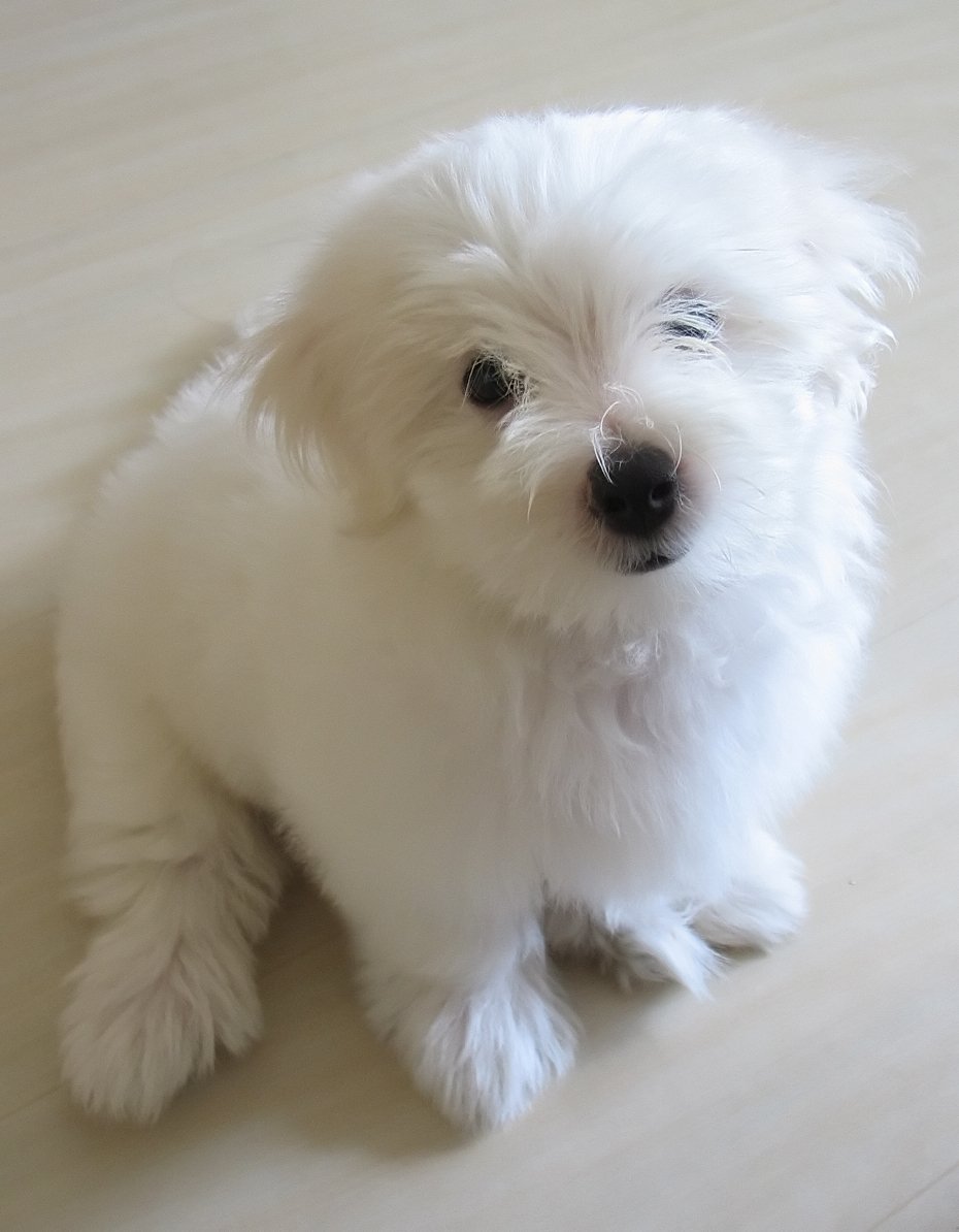 woof-1555851.jpg