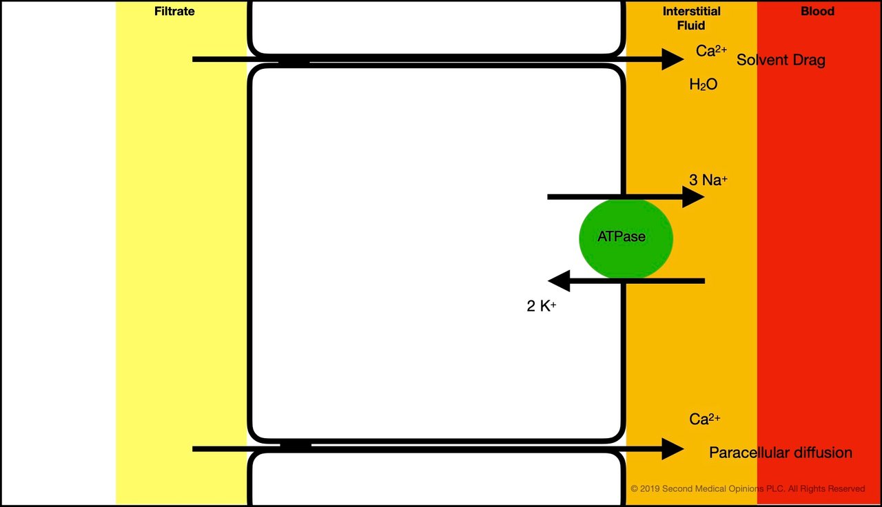 Picture Steemit Tubular Cell Calcium Transport 1.jpg