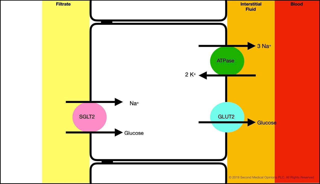 Picture Steemit Tubular Cell Glucose Transport 1.jpg