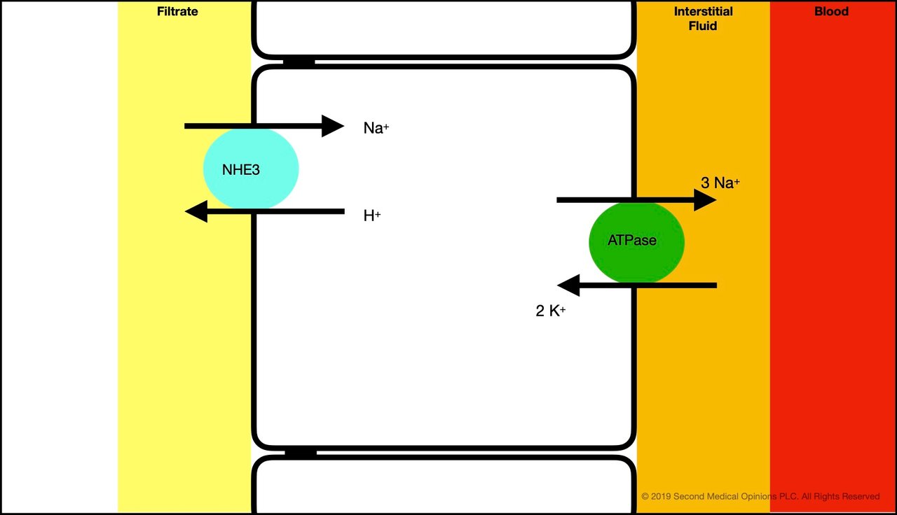 Picture Steemit Tubular Cell Sodium Transport 1A.jpg