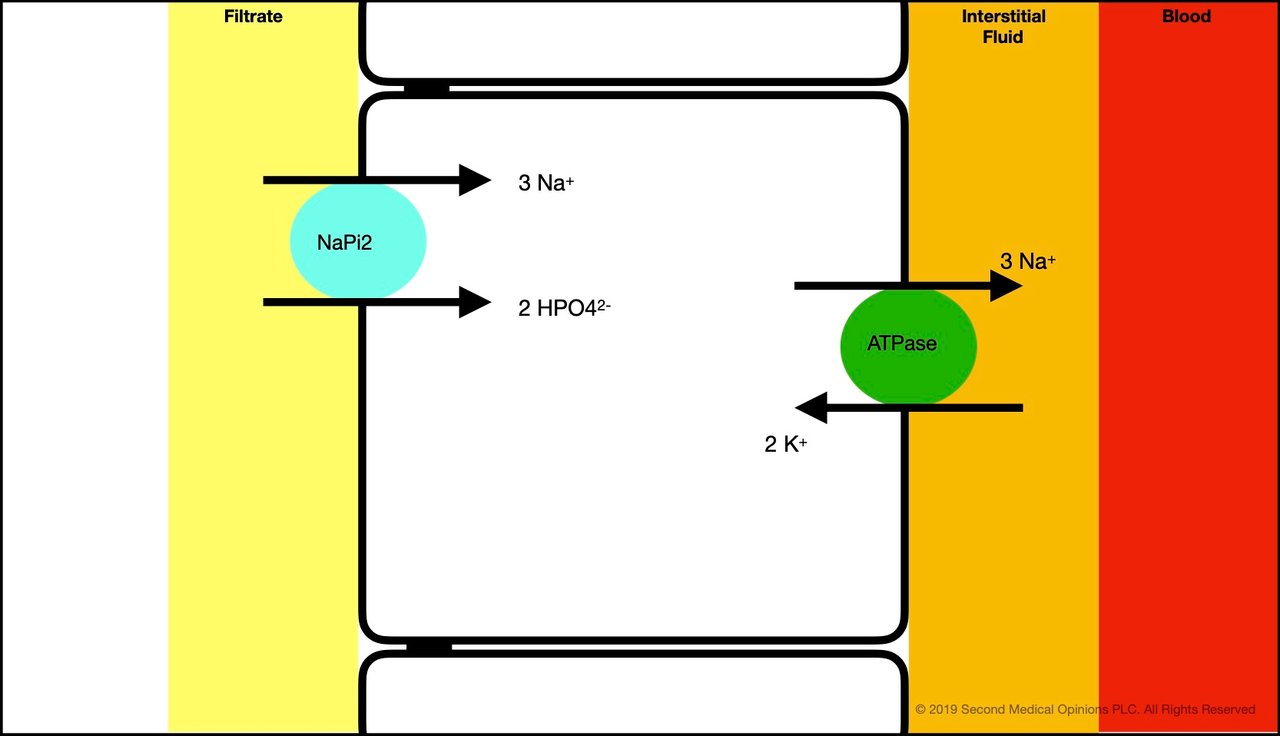 Picture Steemit Tubular Cell Sodium Transport 2A.jpg