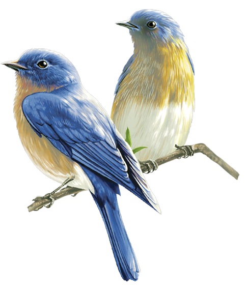 kisspng-bird-clip-art-birds-5a8dffa4c91789.0941393015192554608237.png