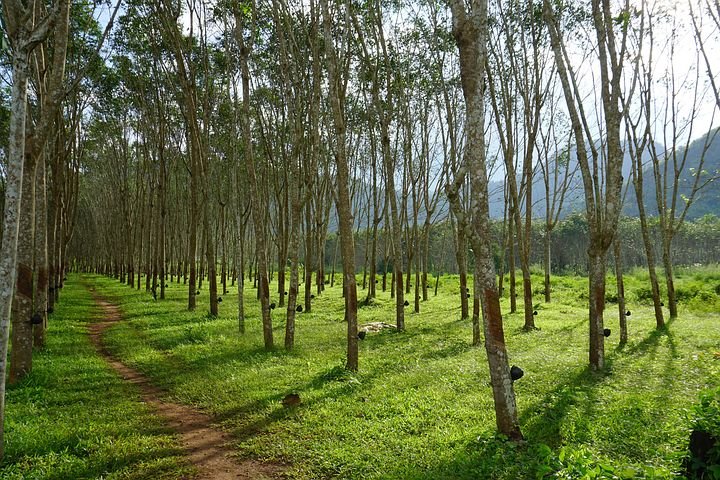rubber-tree-4010773__480.jpg