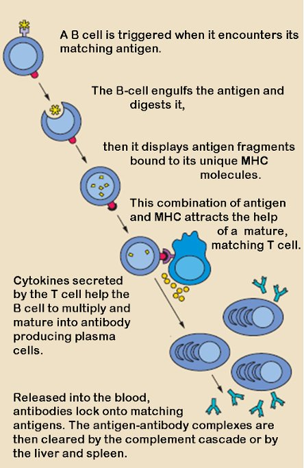 b cell 2Original work of the US Federal Government - public domain b cell activation.jpg