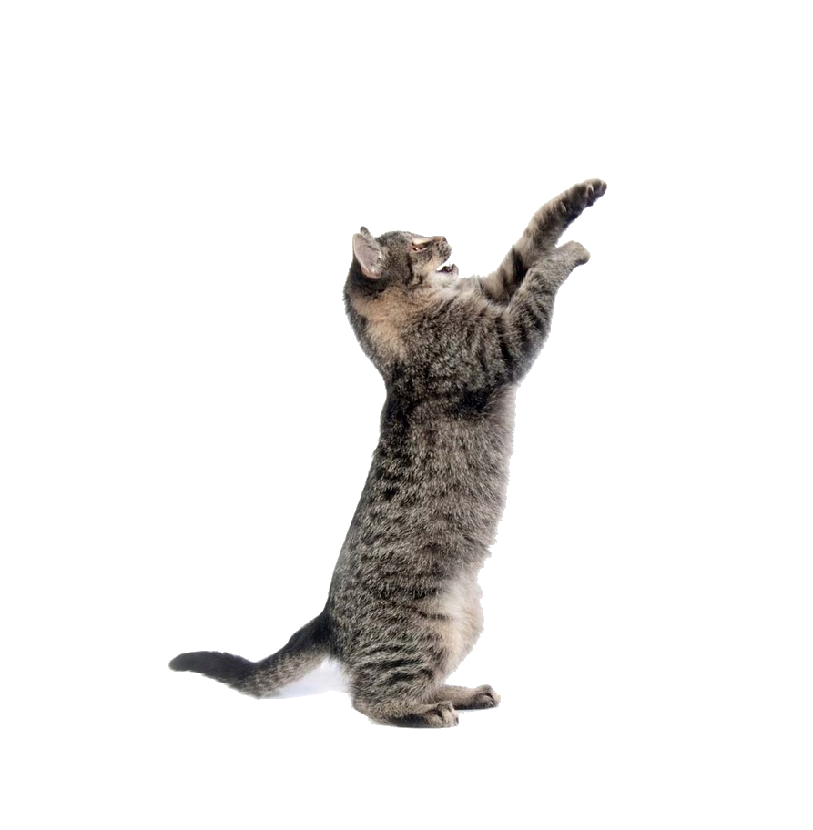 kisspng-cat-mouse-dog-toy-pet-cute-cat-5aa2b189733452.7906932015206117214719.png