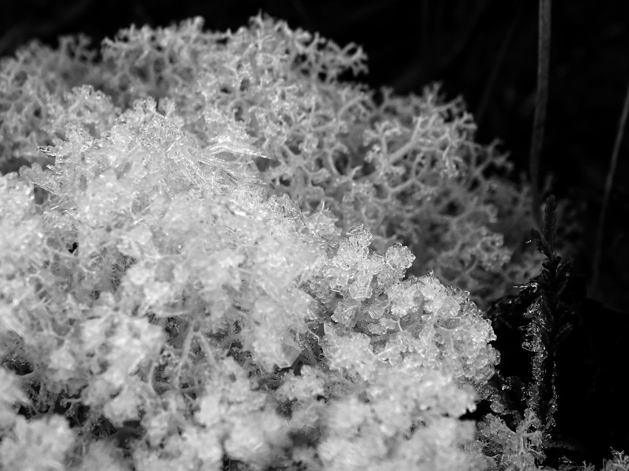 black and white of spiky ground lichen covered in frost