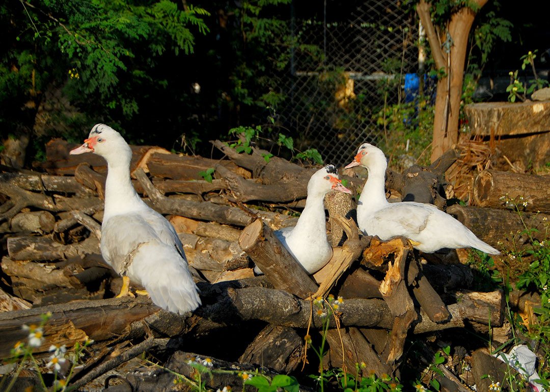 DSC_4636.jpg