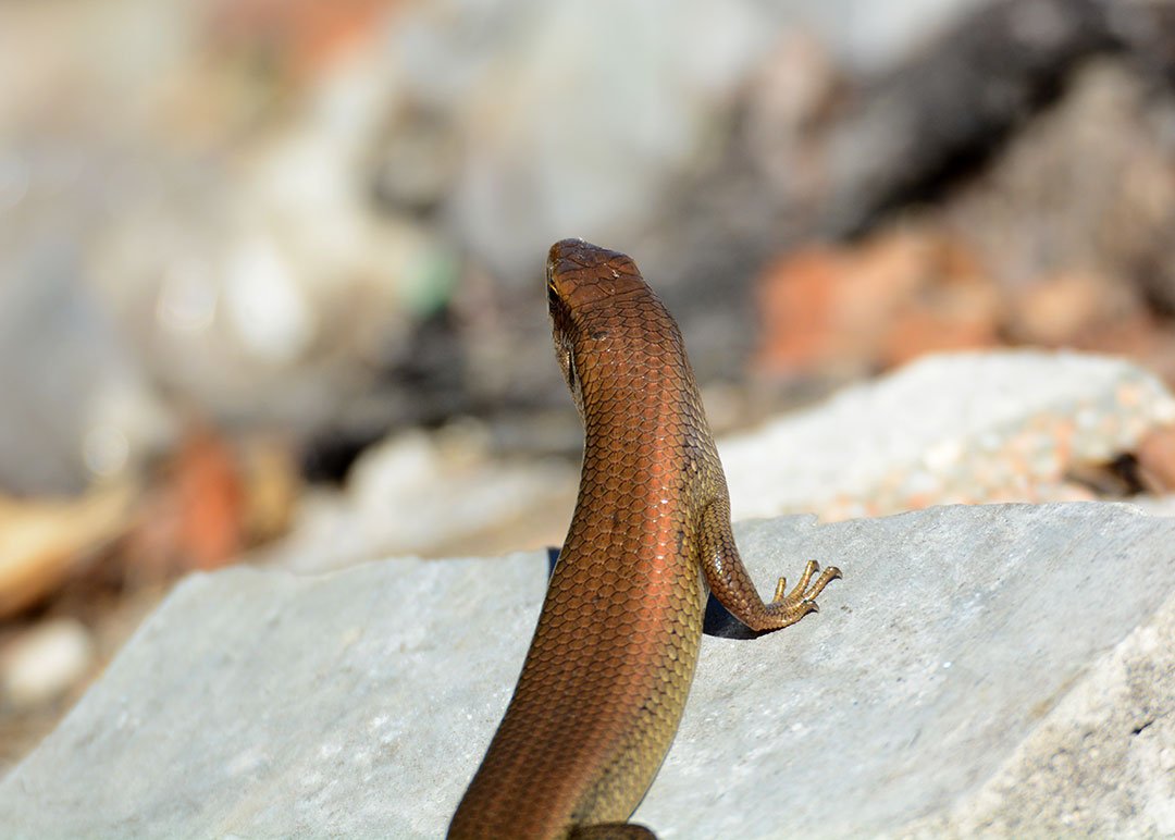 DSC_2238.jpg