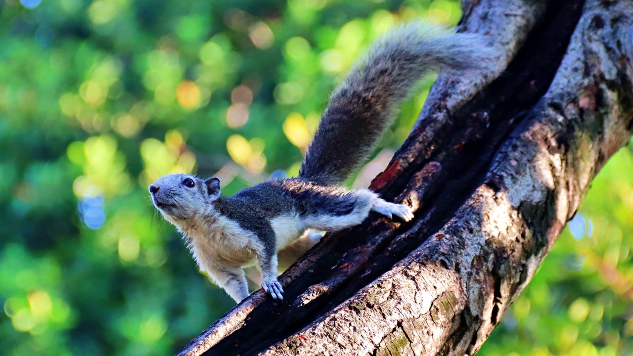 Squirrels in Bangkok!