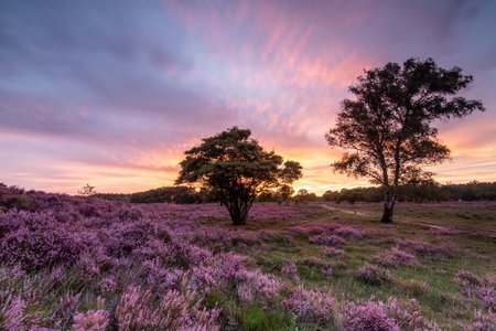 Purple power! National park Utrechtse Heuvelrug Hilversum!  