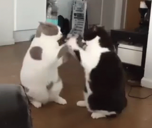 untitled.gif