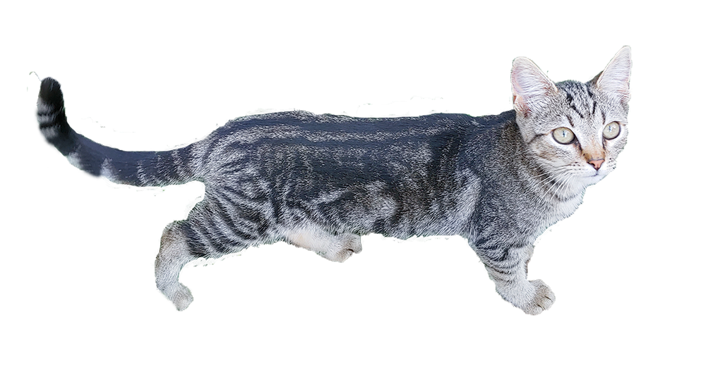7_cat3.png
