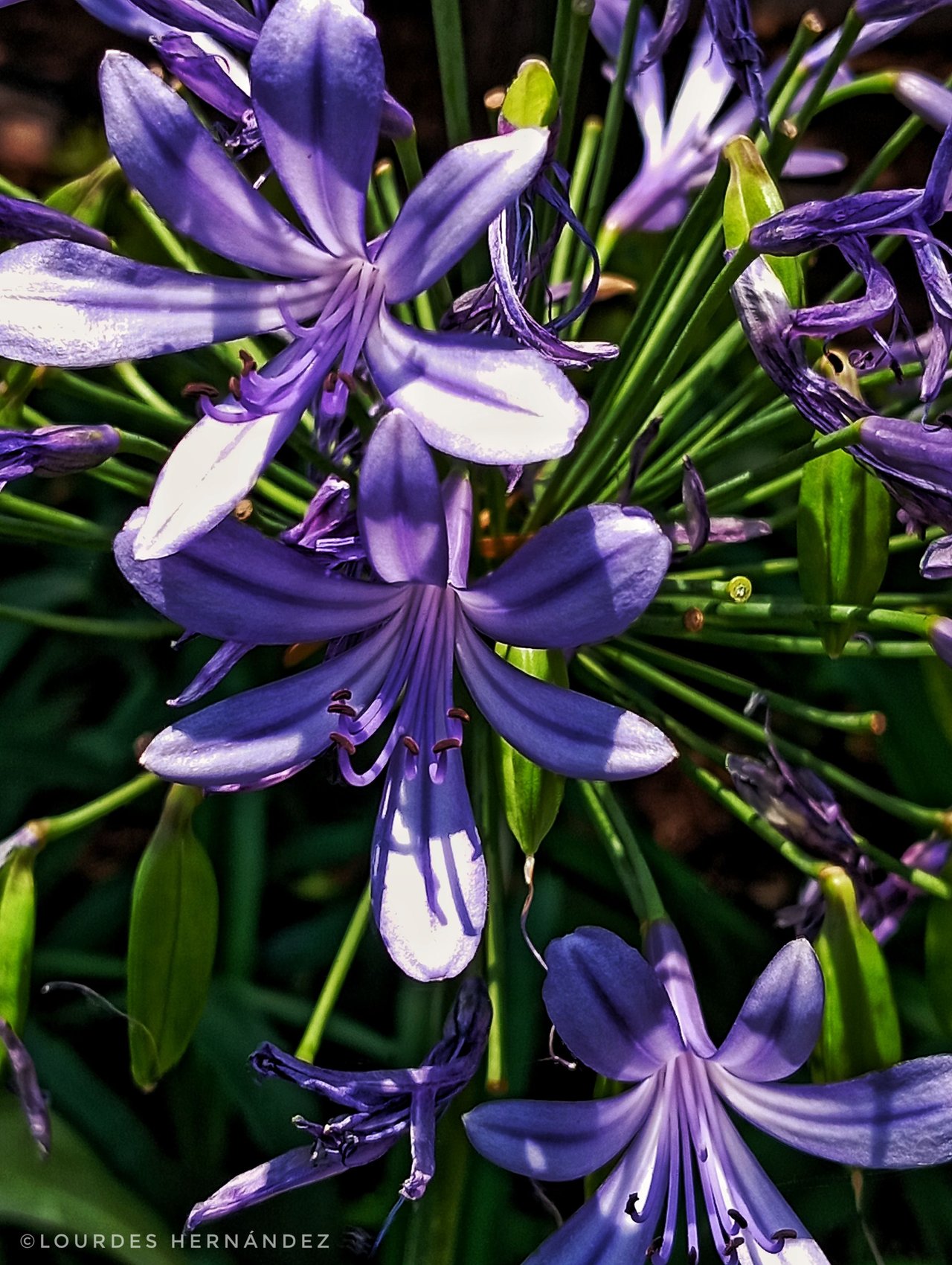 1716114441686-01.jpeg