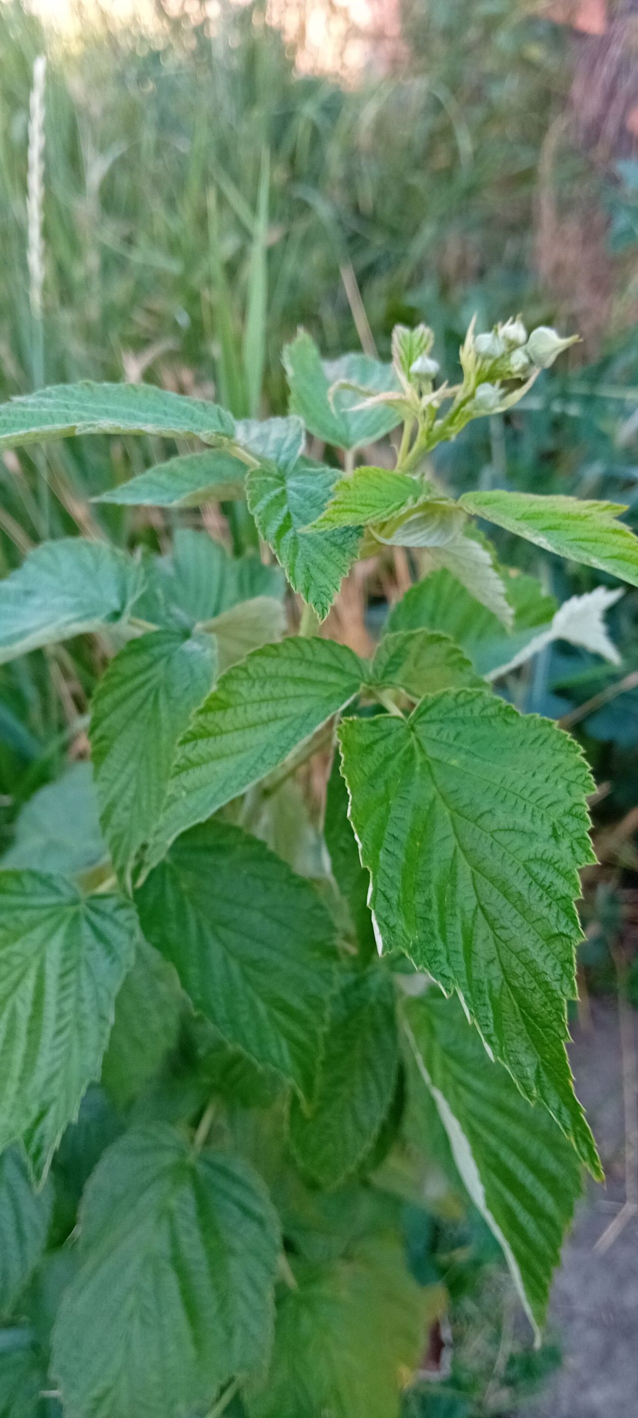 20250714_181401.jpg