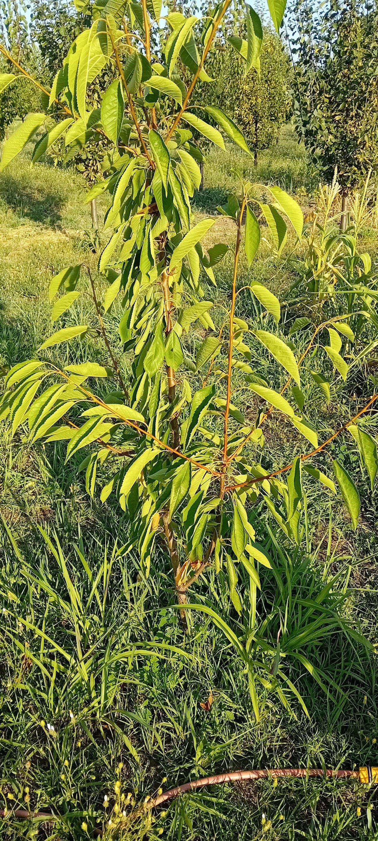 20250714_181633.jpg