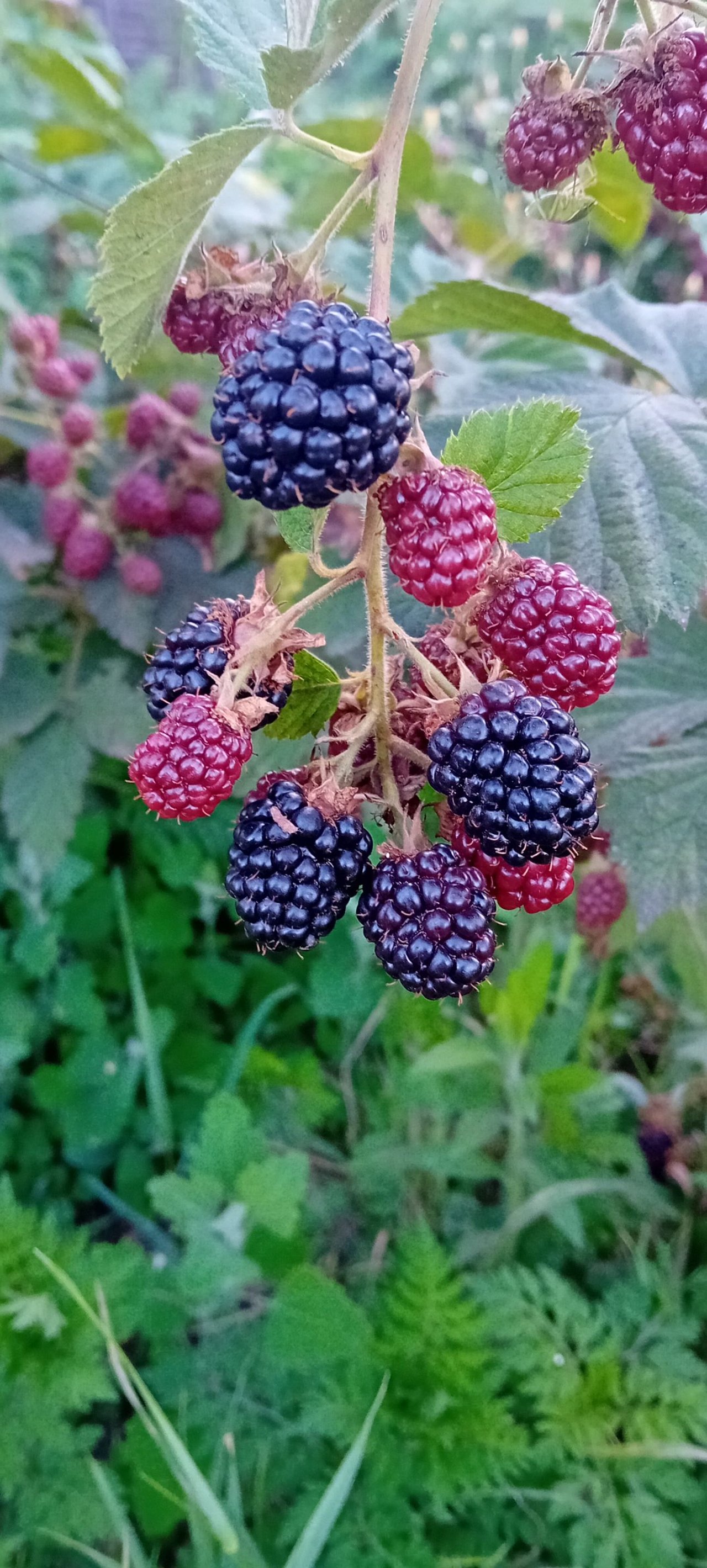 20250711_195614.jpg