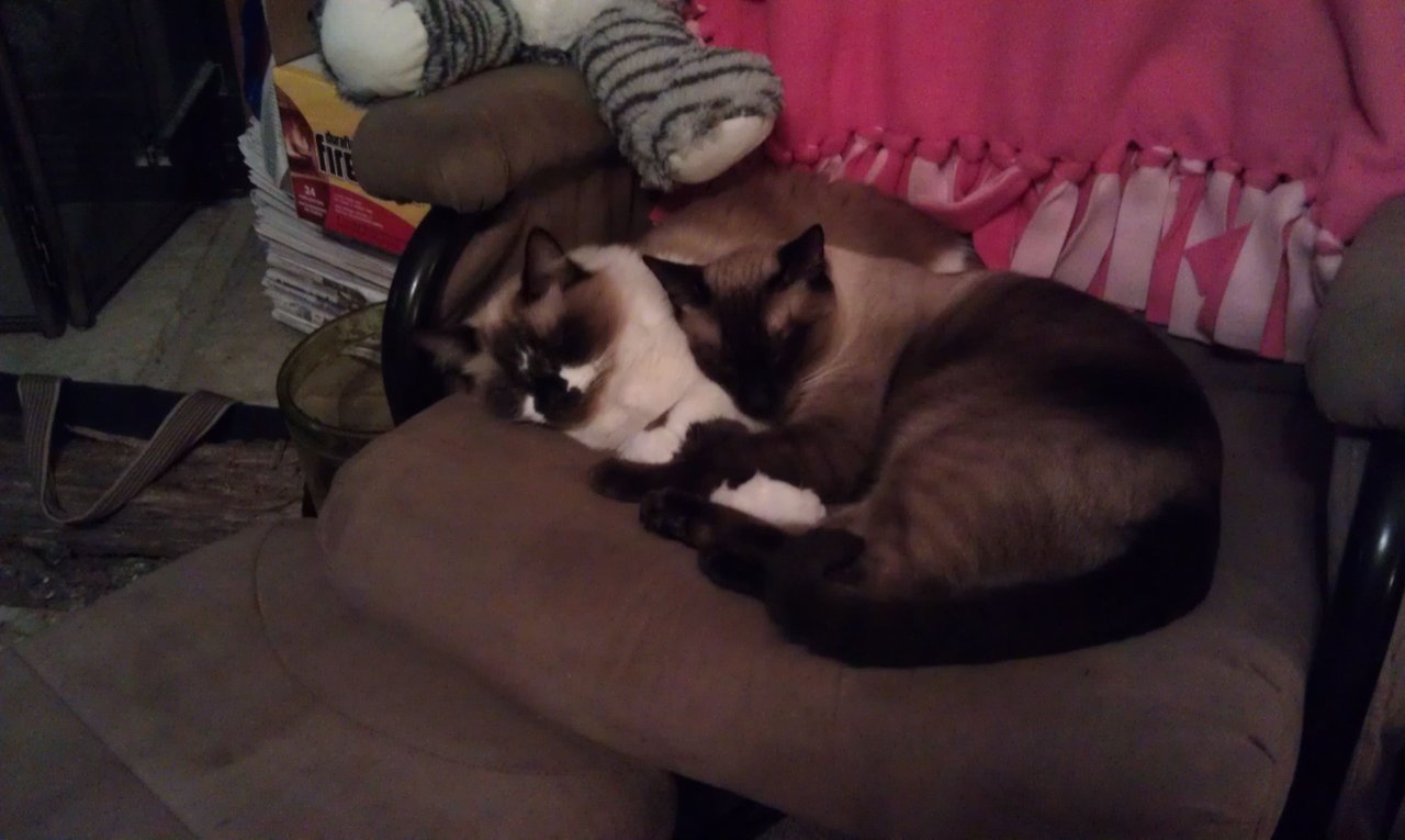 Jax and Sammi - November 2013 (6).jpg