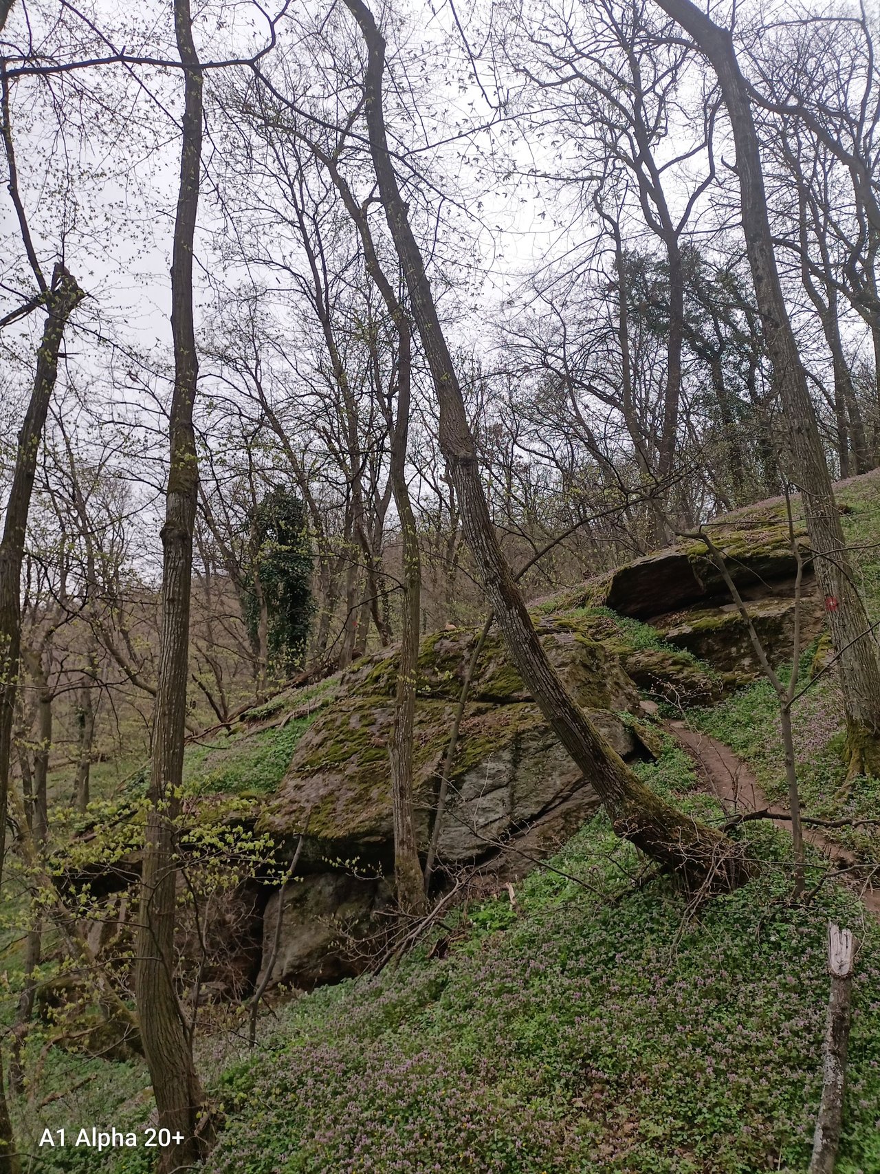 IMG_20250322_161101.jpg