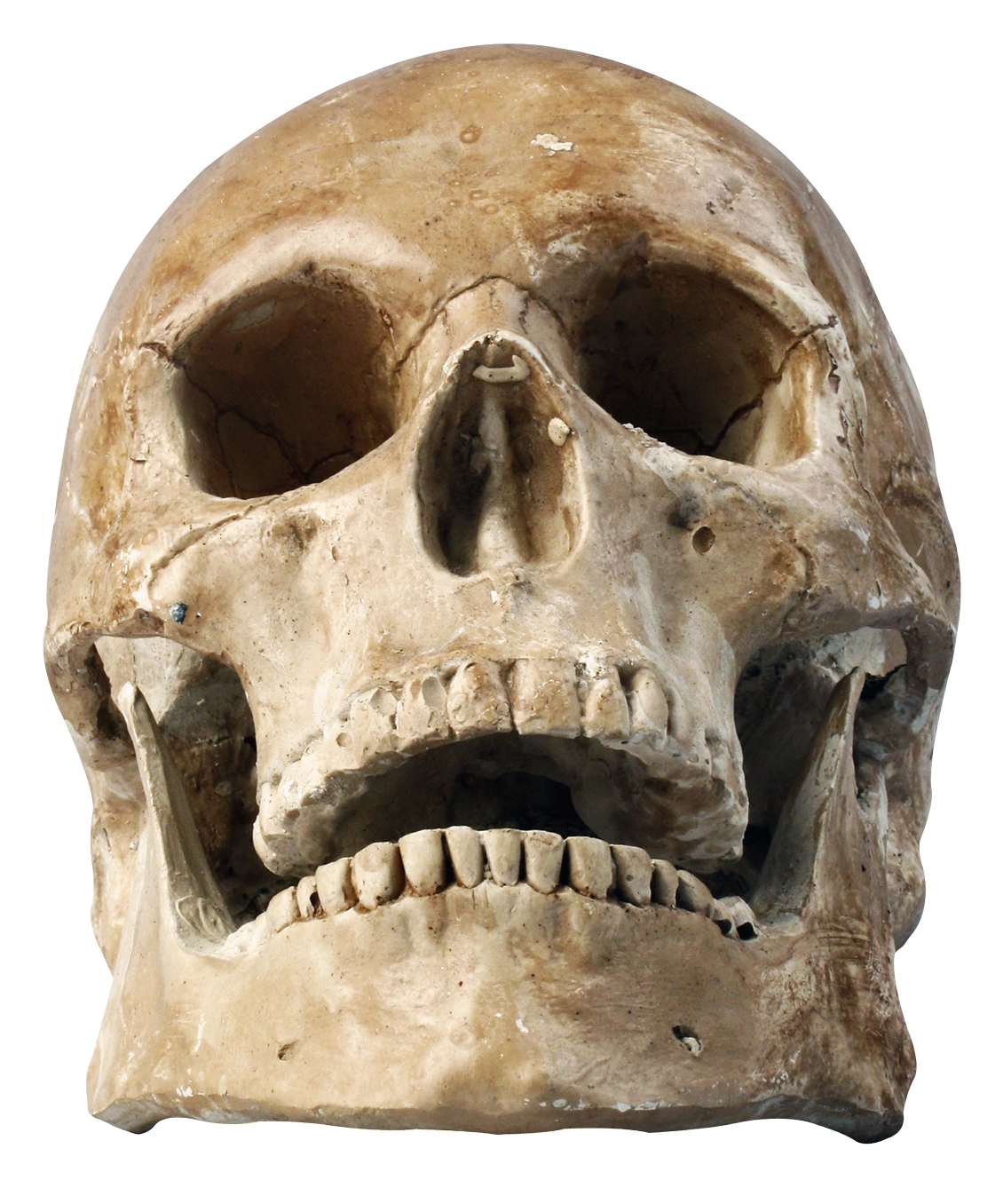 Skull  1130x1356.png