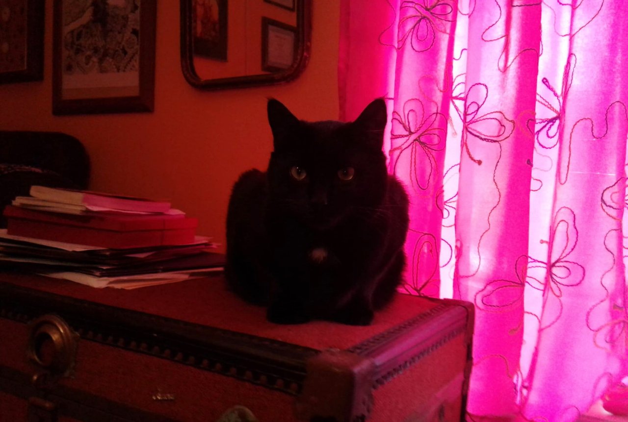 CC0210PinkRoom.jpg